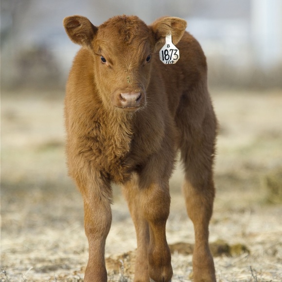 Meet your Posher, Kevin - Picture 1 of 1